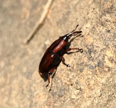 Odoiporus longicollis