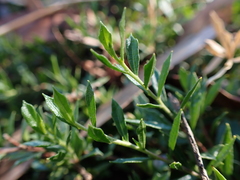 Dodonaea procumbens