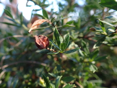 Dodonaea procumbens