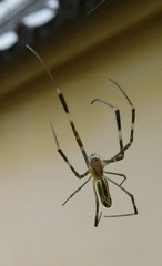 Trichonephila clavata