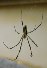 Trichonephila clavata