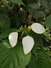 Mussaenda shikokiana