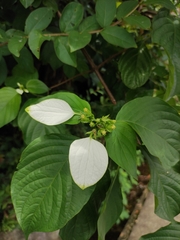 Mussaenda shikokiana