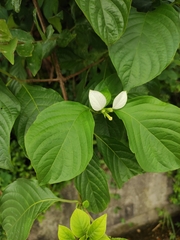 Mussaenda shikokiana