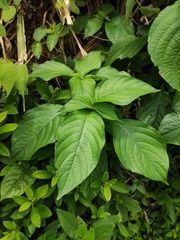 Mussaenda shikokiana