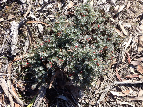 Styphelia humifusa, photograph 3