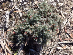 Styphelia humifusa, photograph Nina Kerr, CC BY, iNaturalist via GBIF