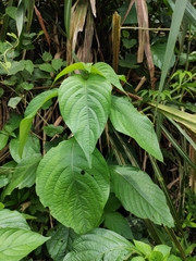 Mussaenda shikokiana
