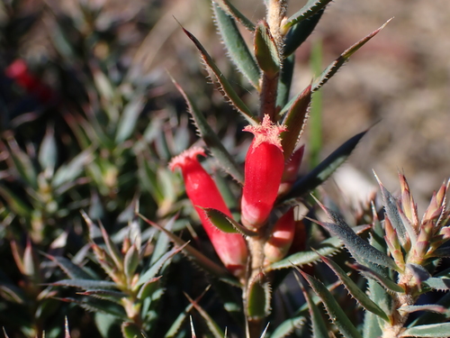 Styphelia humifusa, photograph 2