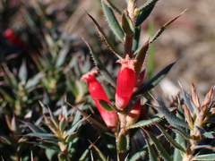 Styphelia humifusa, photograph Nina Kerr, CC BY, iNaturalist via GBIF