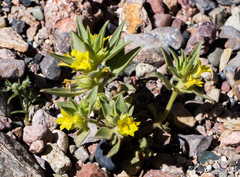 Mohavea breviflora