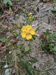 Potentilla kleiniana