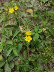 Potentilla kleiniana