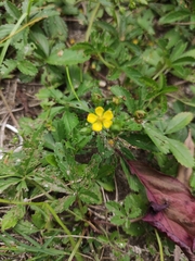 Potentilla kleiniana