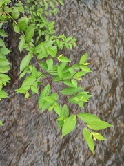 Callicarpa dichotoma