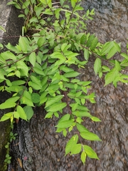 Callicarpa dichotoma