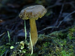 Auriscalpium umbella