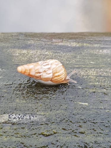 photo of Pointed Snail (Cochlicella acuta)