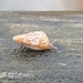 photo of Pointed Snail (Cochlicella acuta)