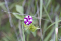 Ipomoea pubescens