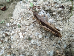 Stenocatantops mistshenkoi