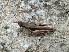 Stenocatantops mistshenkoi