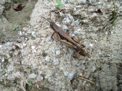 Stenocatantops mistshenkoi