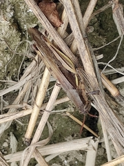 Stenocatantops mistshenkoi