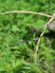 Ischnura elegans