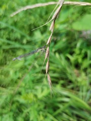 Ischnura elegans