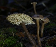 Auriscalpium umbella