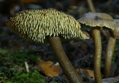 Auriscalpium umbella