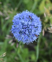 Allium caeruleum