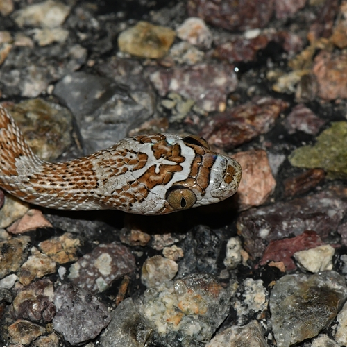 Photo of a Baja California Lyre Snake (Trimorphodon lyrophanes)