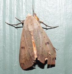 Ophiusa disjungens