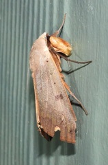 Ophiusa disjungens