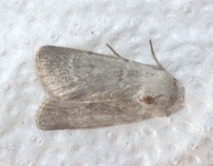 Caradrina gilva