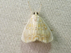 Glaphyria glaphyralis