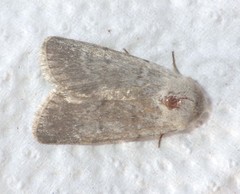 Caradrina gilva