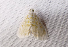 Glaphyria glaphyralis