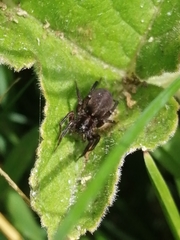 Lycosidae