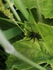 Lycosidae
