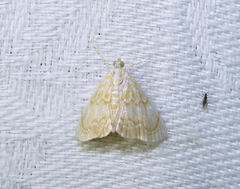 Glaphyria glaphyralis