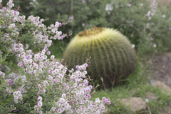 Kroenleinia grusonii