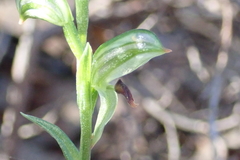 Pterostylis williamsonii