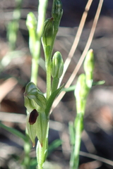 Pterostylis williamsonii