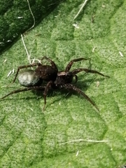 Lycosidae