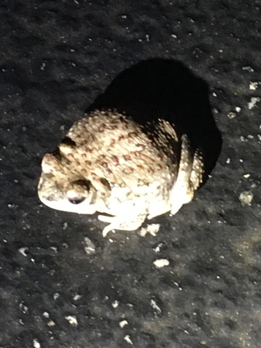 iNaturalist observation photo of Red-spotted Toad