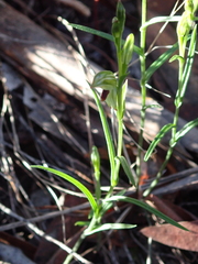 Pterostylis williamsonii