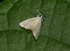 Glaphyria glaphyralis